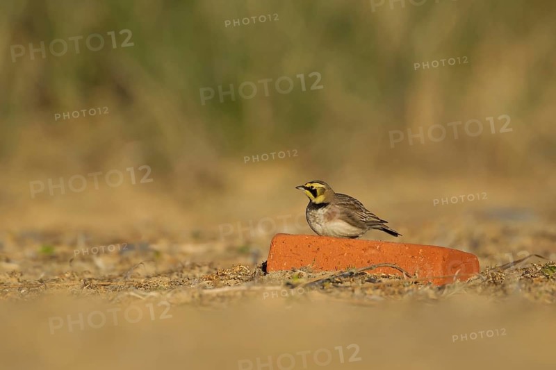 Shore lark or Horned lark (Eremophila alpestris) adult bird resting on a brick on a beach, Suffolk, England, United Kingdom