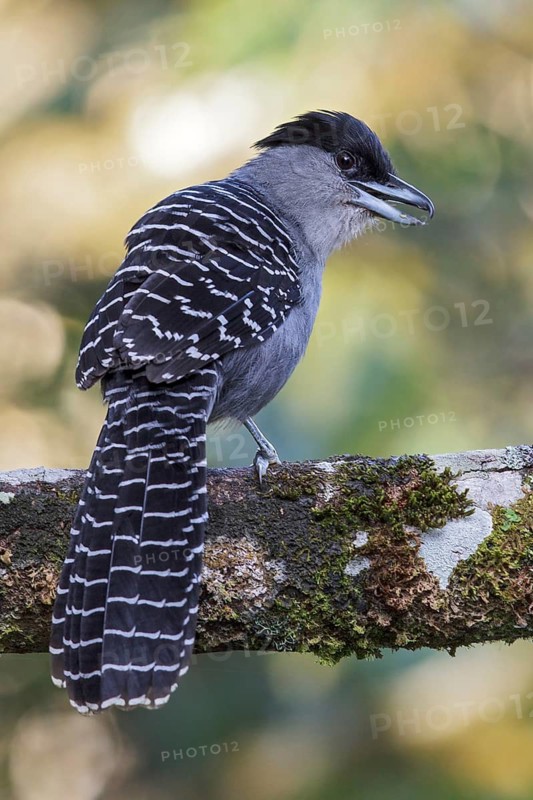 Giant Antshrike (Batara cinerea) perched on a branch in the Atlantic rainforest of southeast Brazil