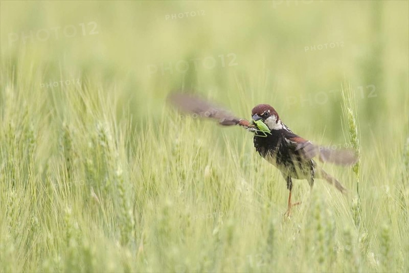 Spanish Sparrow (Passer hispaniolensis) male flying, Bulgaria