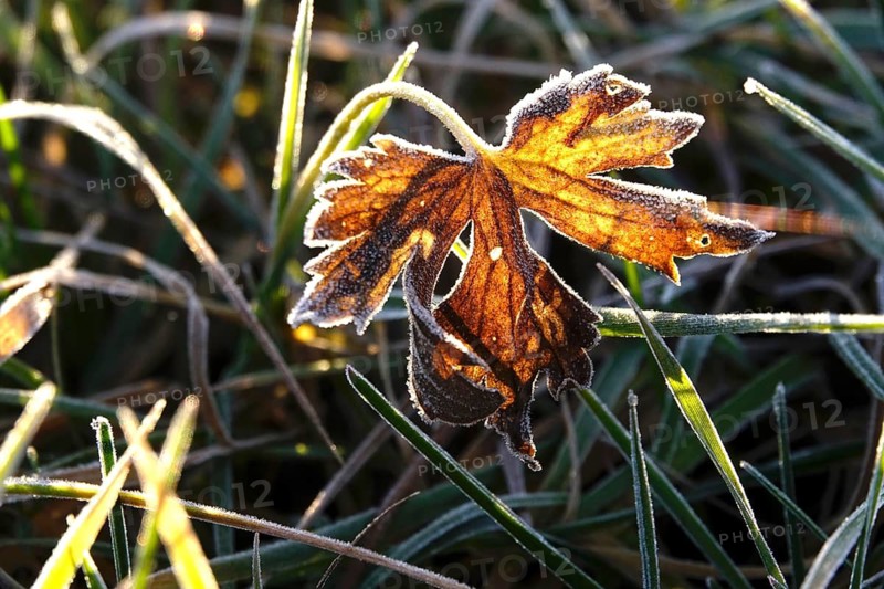 Hoarfrost in a garden in the morning, winter, Germany