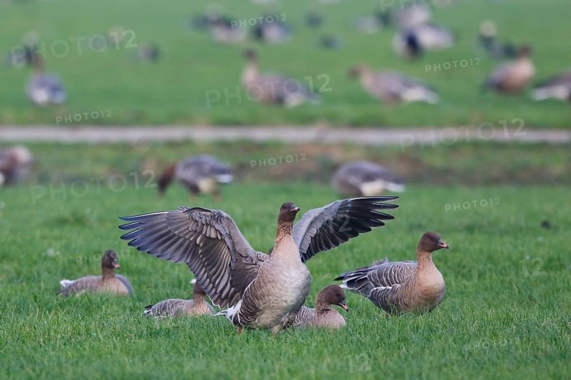 Pink-footed Goose (Anser brachyrhynchus), Netherlands