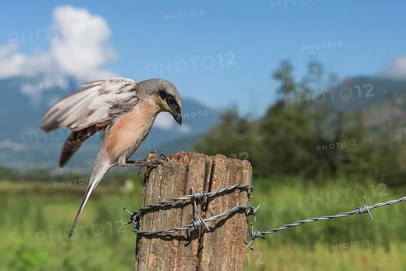 Red-backed Shrike (Lanius collurio) male landing on a post, Aosta Valley, Italy