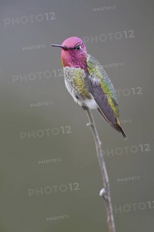 Anna's Hummingbird (Calypte anna), British Columbia, Canada