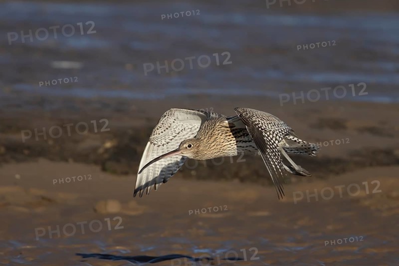 Eurasian curlew (Numenius arquata) adult wading bird taking off in flight on a beach, Norfolk, England, United Kingdom