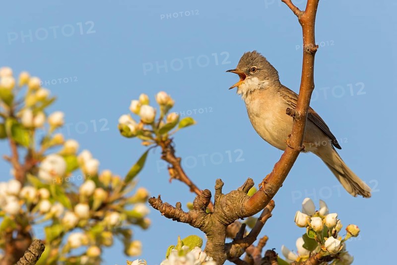 Whitethroat, (Sylvia communis), songbird, animals, birds, genus. of Curruca, NSG Der Spieß, Rheindürkheim, Rhineland-Palatinate, Federal Republic of Germany