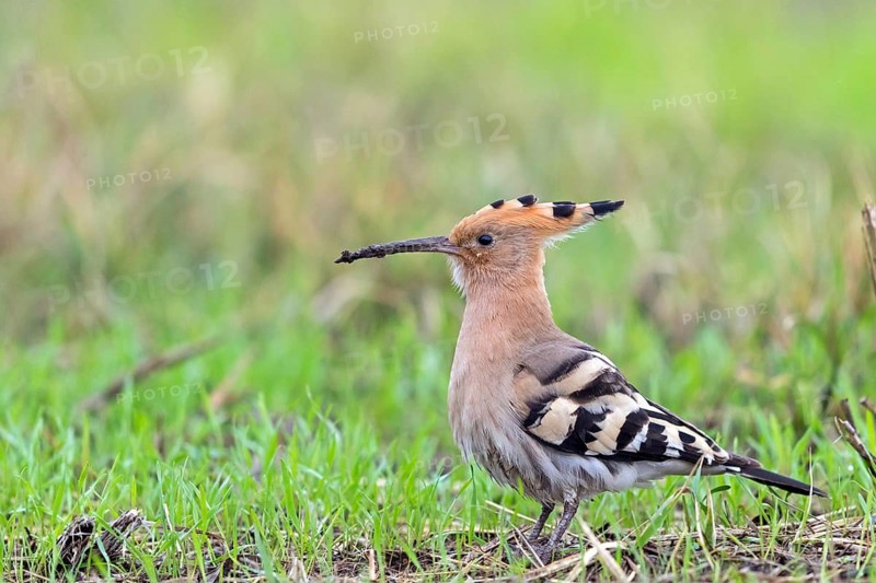 Hoopoe, (Upupa epops), biotope, habitat, foraging, sideways, animals, birds, Israel