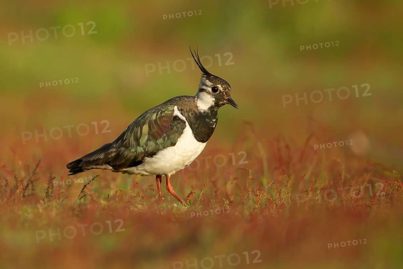 Northern lapwing (Vanellus vanellus) adult wading bird on red flowers in grassland, RSPB Minsmere nature reserve, Suffolk, England, United Kingdom
