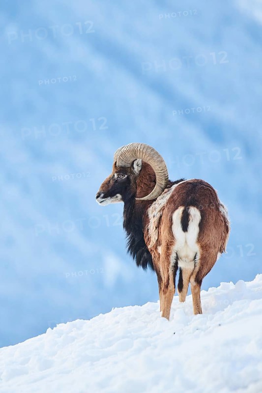 European mouflon (Ovis aries musimon) ram on a snowy meadow in the mountains in tirol, Kitzbühel, Wildpark Aurach, Austria