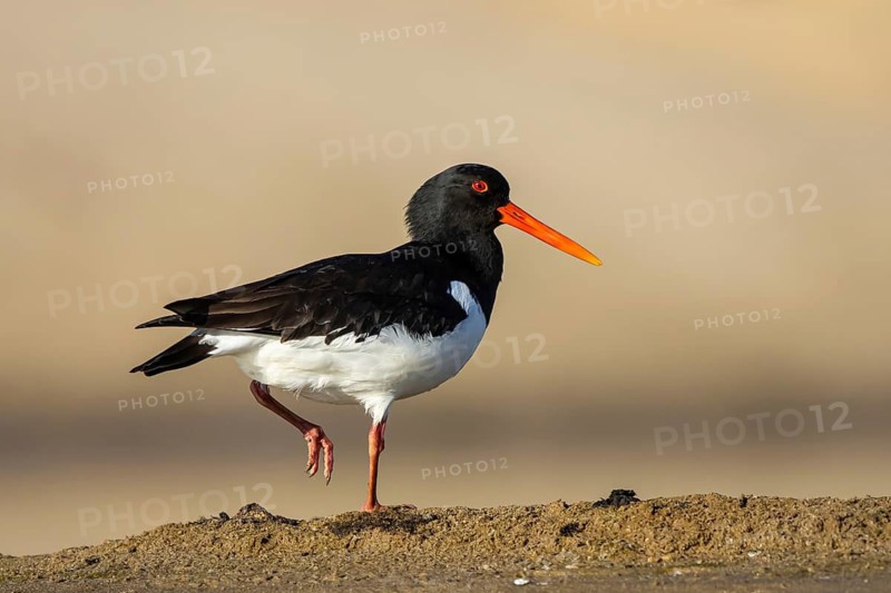 Eurasian Oystercatcher (Haematopus ostralegus), North Rhine-Westphalia, Germany
