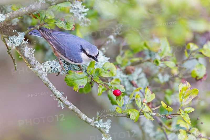 Kleiber, Nuthatch, Wood Nuthatch, Eurasian Nuthatch, Sitta europaea, Sittelle torchepot, Trepador Azul