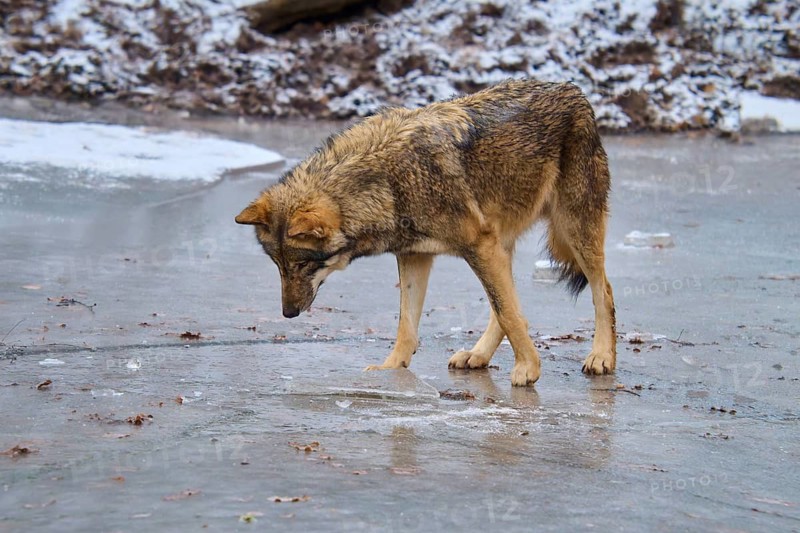 A wolf stands on an icy surface and looks down, winter, wolf (Canis lupus), Germany