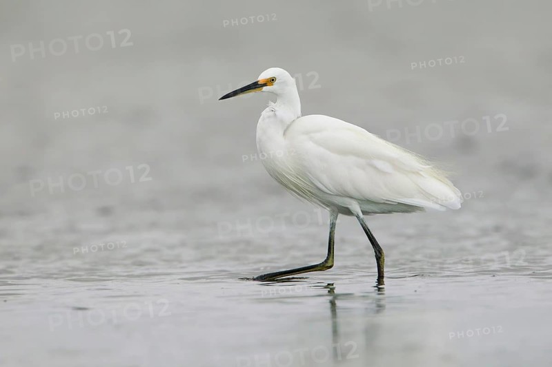 Little Egret (Egretta garzetta) foraging, Victoria, Australia