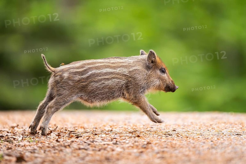 Wild boar (Sus scrofa) piglet running in a forest, Bavaria, Germany