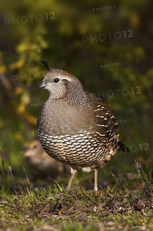 California Quail (Callipepla californica) female, California, USA