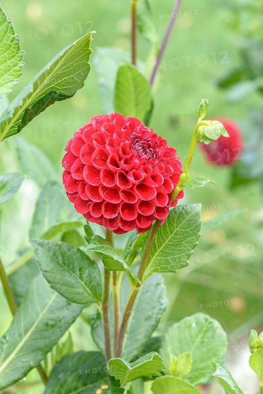 Dahlia (Dahlia 'Black Tucker'),  Germany