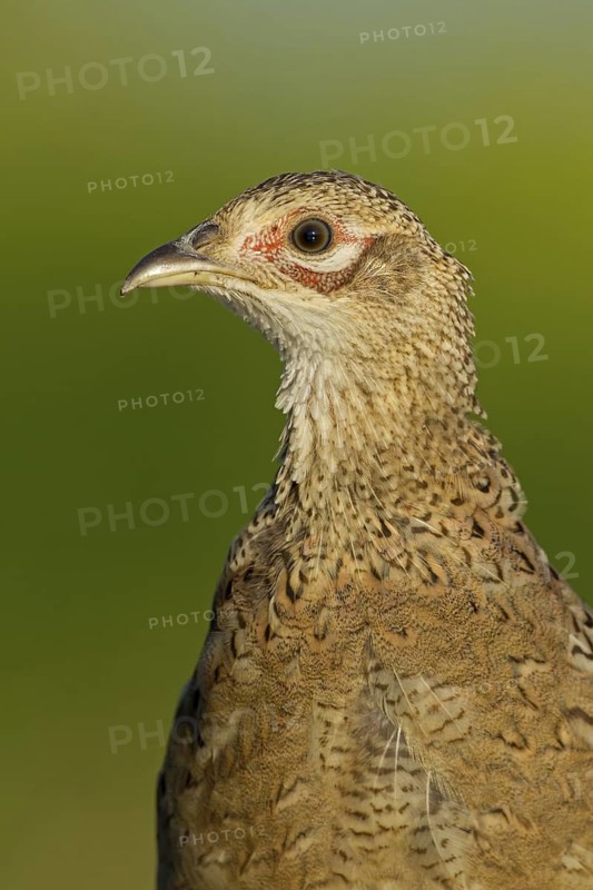Common Pheasant (Phasianus colchicus) female, Rhineland-Palatinate, Germany