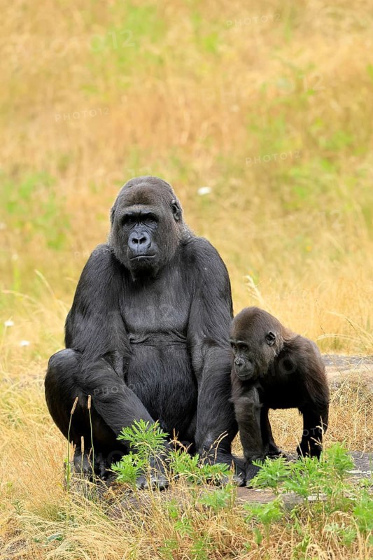 Western gorilla (Gorilla gorilla), adult, female, with young, sitting, on ground