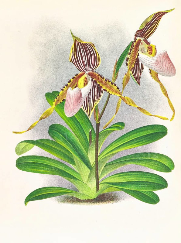 Orchid, Cypripedium praestans var kimballianum, authentic reproduction of an illustration by Jean Jules Linden (1817 - 1898), Luxembourgish-Belgian botanist, one of the fathers of orchid research, Historical
