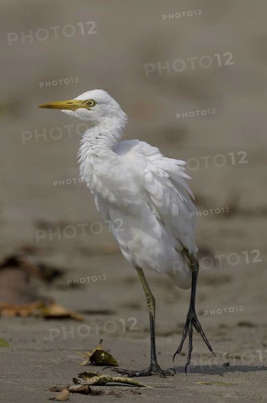Western Cattle Egret (Bubulcus ibis), Goa, India
