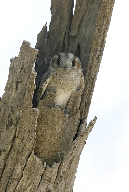 Australian Owlet-nightjar (Aegotheles cristatus), Queensland, Bladensberg National Park, Australia