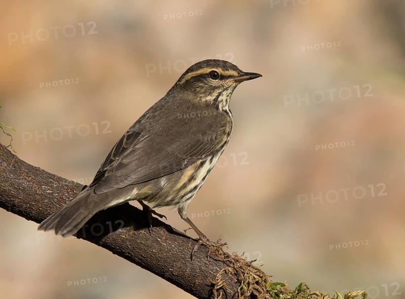 Northern Waterthrush, Parkesia noveboracensis, perched in the fall in Saskatoon, Saskatchewan