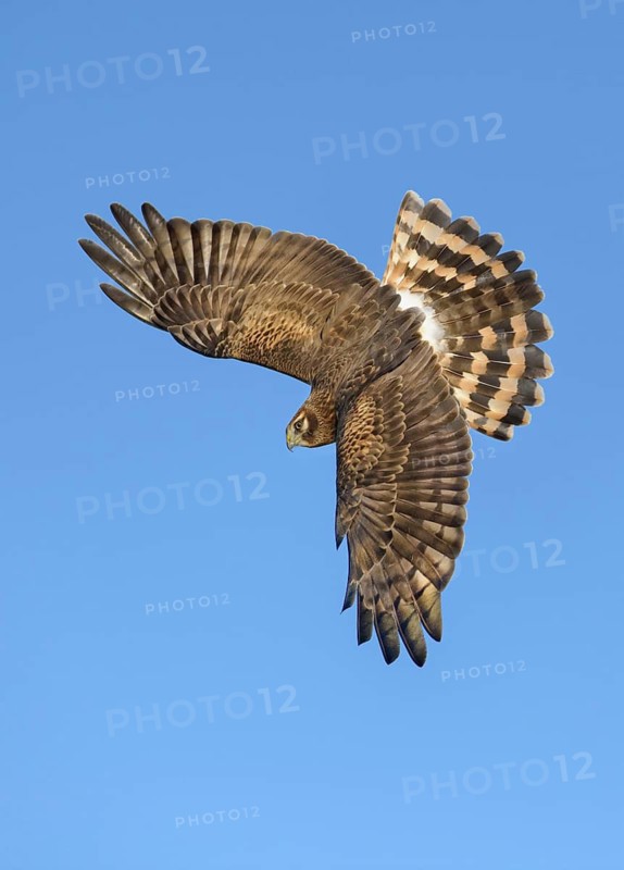 Northern Harrier (Circus hudsonius) flying, Texas, USA