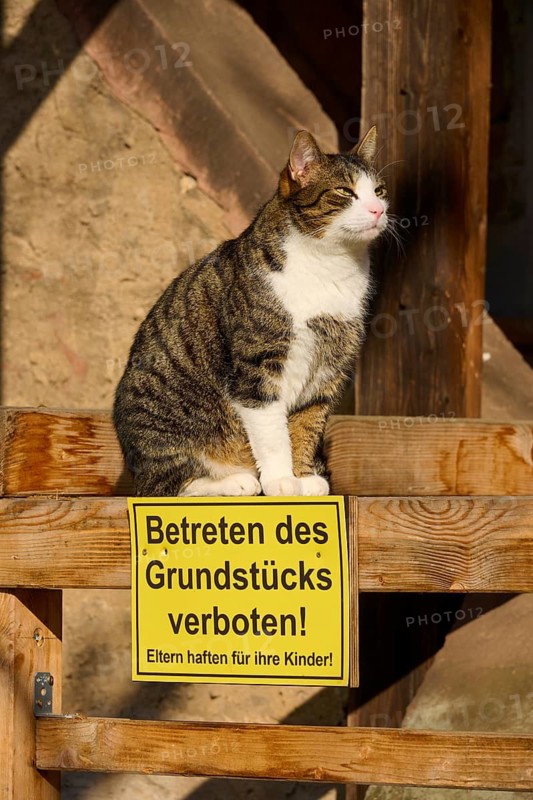 A cat sits on a railing next to a prohibition sign in warm sunlight, Erbach, Odenwald, Südhessen, Hesse, Germany