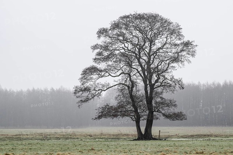 Black alder (Alnus glutinosa), Fischerhude, Lower Saxony, Germany