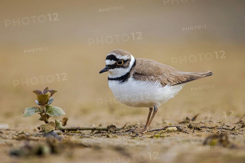 Little Ringed Plover (Charadrius dubius), North Rhine-Westphalia, Germany