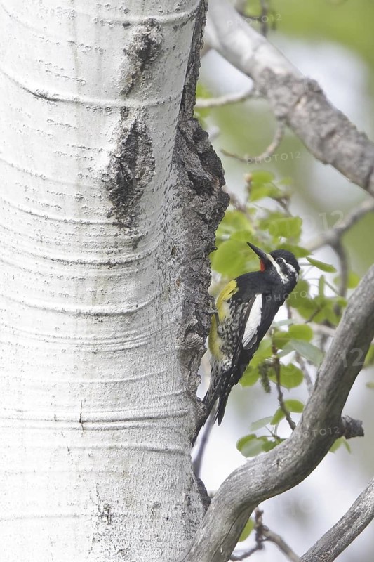 Williamson's Sapsucker (Sphyrapicus thyroideus) male, British Columbia, Canada
