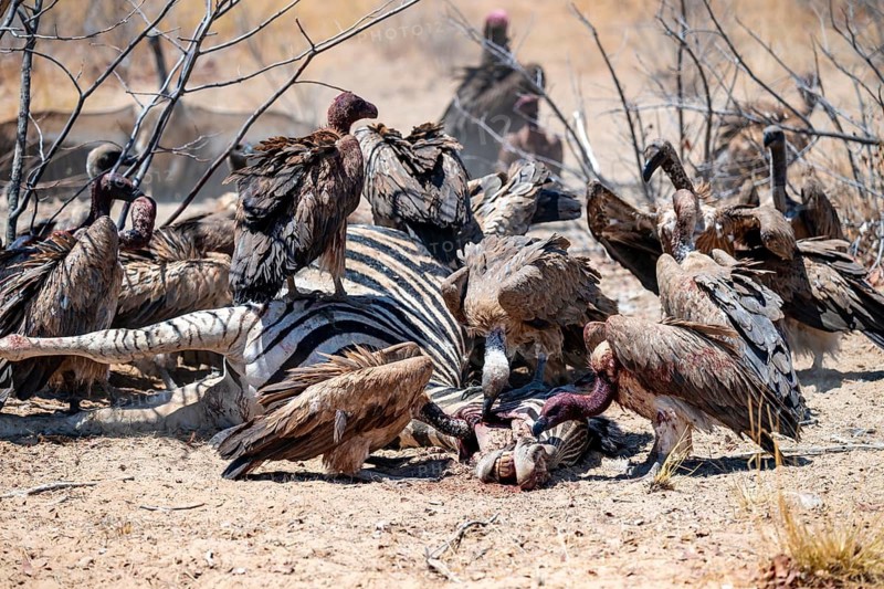 Many white-backed vultures (Gyps africanus), vultures feeding on carcasses, Etosha National Park, Namibia