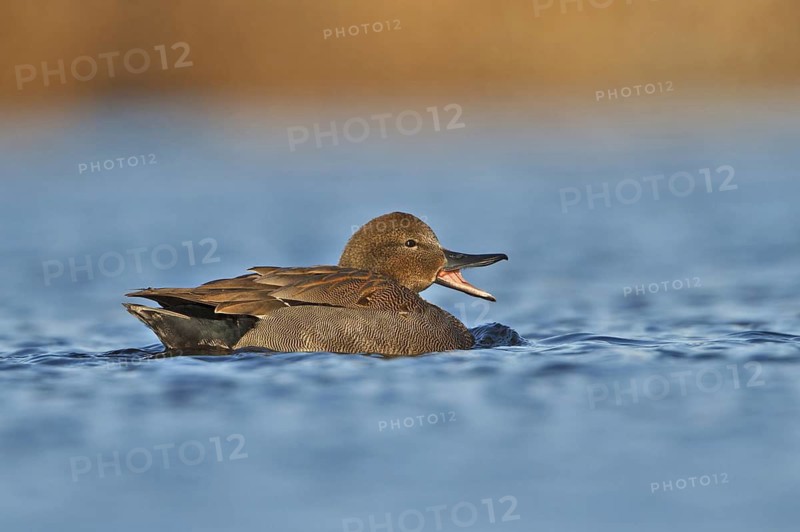 Gadwall (Mareca strepera), Utrecht, Netherlands
