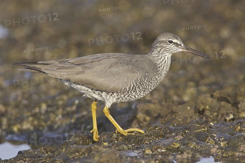 Wandering Tattler (Tringa incana), Ecuador