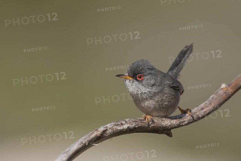 Balearic Warbler - Balearengrasmücke - Sylvia balearica, Mallorca, adult male