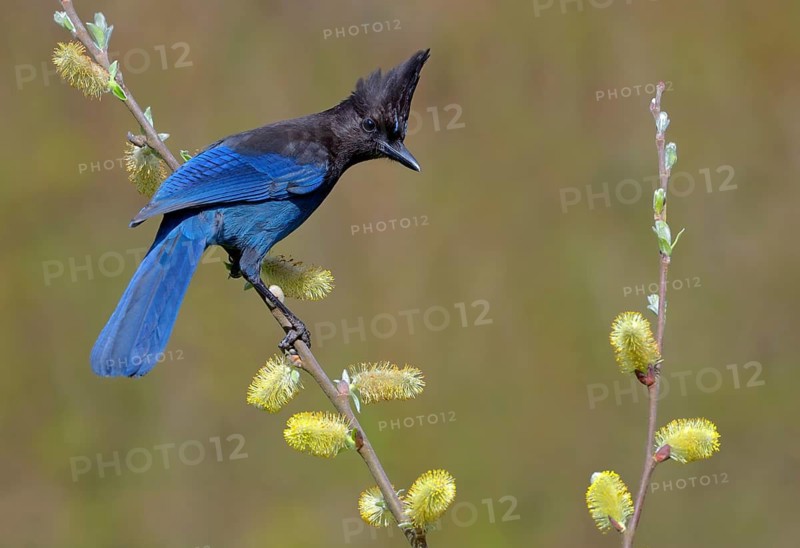 Steller's Jay (Cyanocitta stelleri), British Columbia, Canada