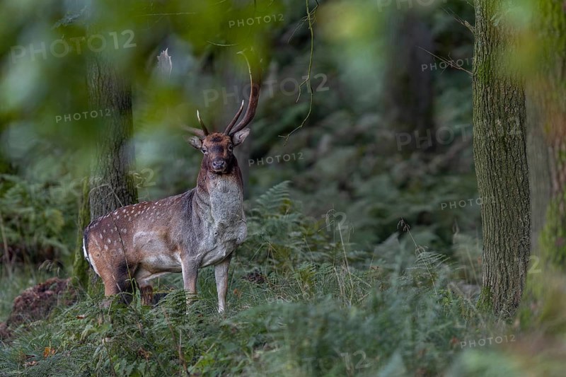 A typical behaviour of fallow deer (Dama dama) is documented in this photo, they like to remain motionless and watch the forest visitors and very often they remain undetected, autumn, rut, fallow deer rut, October, Germany