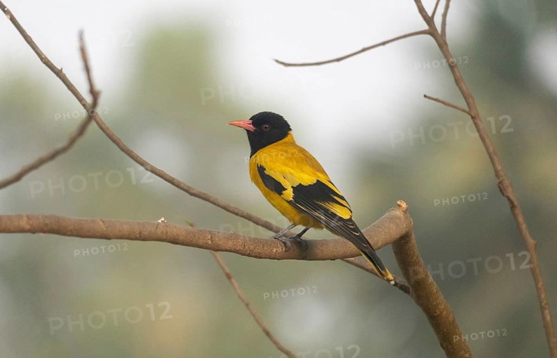 A Black-hooded Oriole (Oriolus xanthornus), Sreepur, Gazipur, Bangladesh