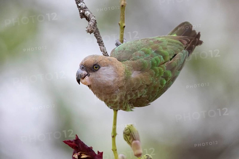 Brown-headed Parrot (Poicephalus cryptoxanthus), South Africa
