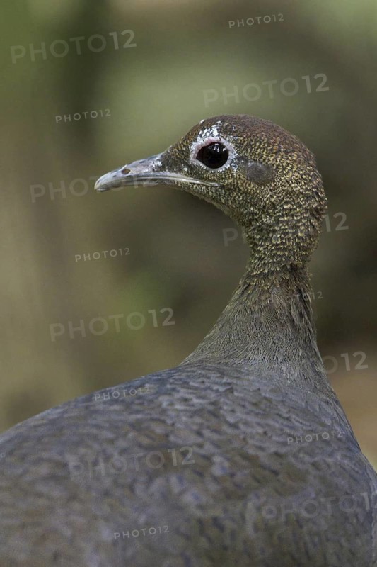 Great Tinamou (Tinamus major), Costa Rica
