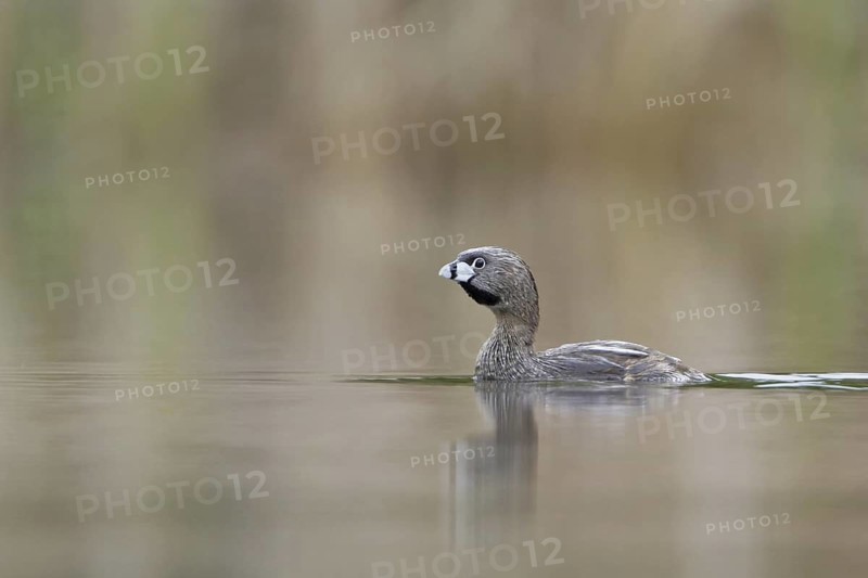 Pied-billed Grebe (Podilymbus podiceps), British Columbia, Canada