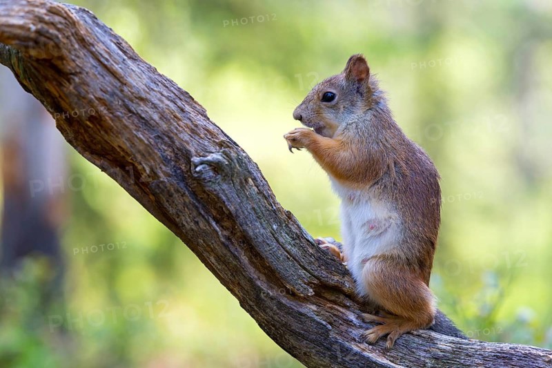 Squirrels, animals, mammals, squirrels, (Sciurus vulgaris vulgaris), Lentiira, Lentiira Kuhmo, Finland