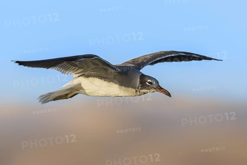 White-eyed Gull (Ichthyaetus leucophthalmus) flying, Eilat, Israel