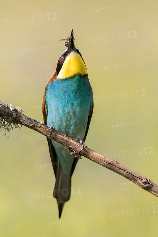 European Bee-eater (Merops apiaster) perched on a branch with insect in beak, Andalusia, Spain