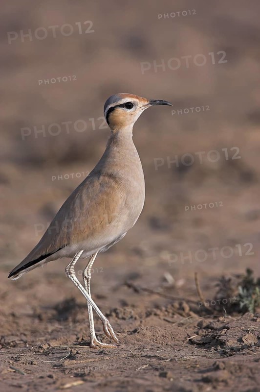 Cream-colored Courser (Cursorius cursor), Oman