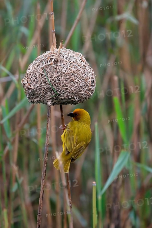 Eastern golden weaver (Ploceus subaureus), adult, male, at nest, Saint Lucia Estuary, Isimangaliso Wetland Park, Kwazulu Natal, South Africa