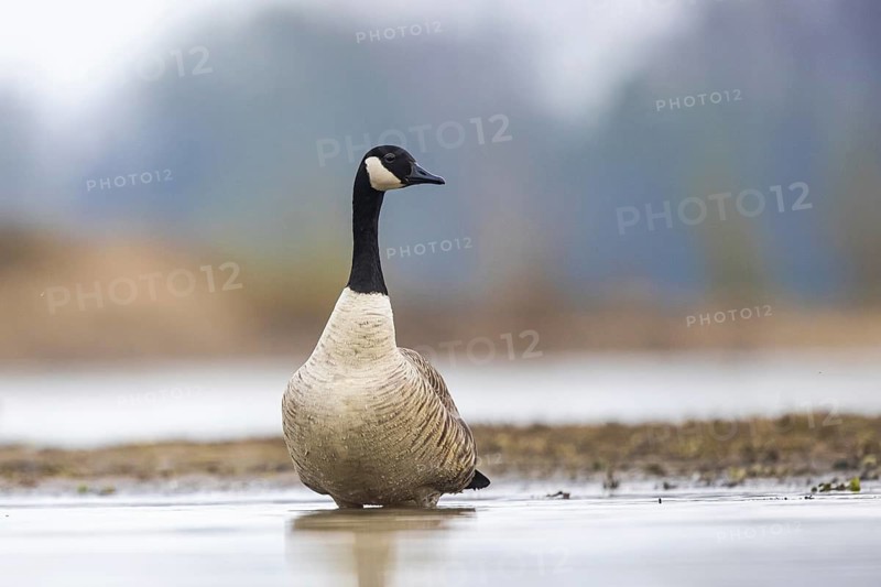 Canada Goose (Branta canadensis), North Rhine-Westphalia, Germany