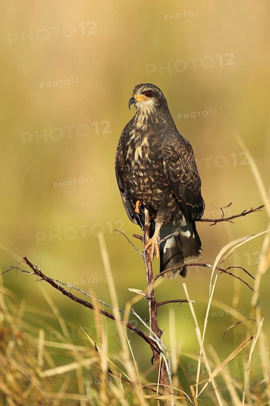 Snail Kite (Rostrhamus sociabilis), Florida, USA