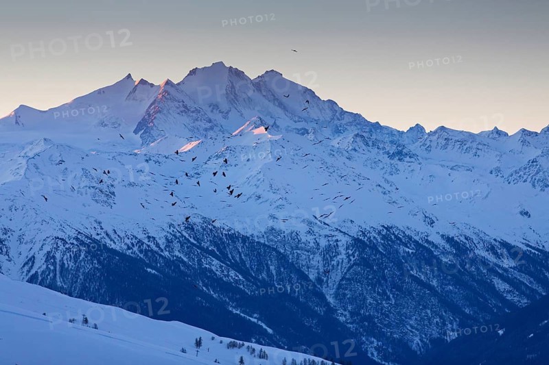 Alpendohle, Alpine Chough, Yellow-billed Chough, Pyrrhocorax graculus, Chocard à bec jaune, Chova Piquigualda