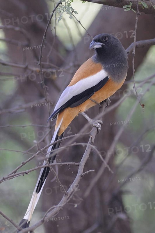 Rufous Treepie (Dendrocitta vagabunda), Keoladeo National Park, India