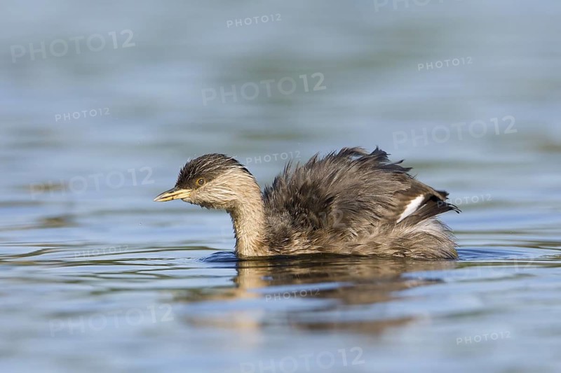 Hoary-headed Grebe (Poliocephalus poliocephalus), Victoria, Australia